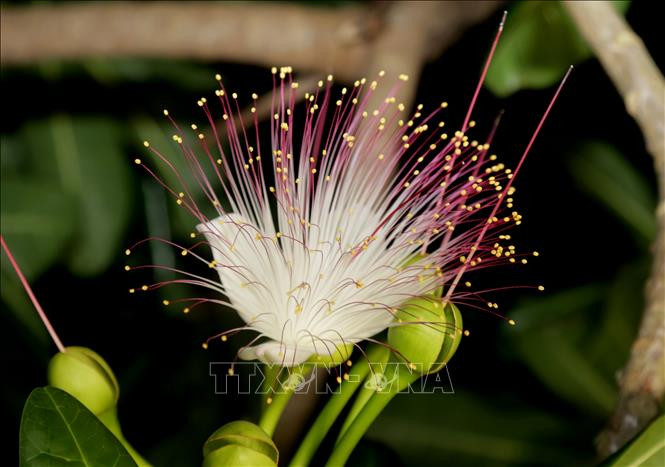 Bonete de clérigo es un tipo de árbol de madera dura, con una altura de siete a 25 metros, flores blancas y crecimiento en racimos. Sus flores se consideran como la “reina” de las flores por los soldados navales aquí. (Foto: VNA)