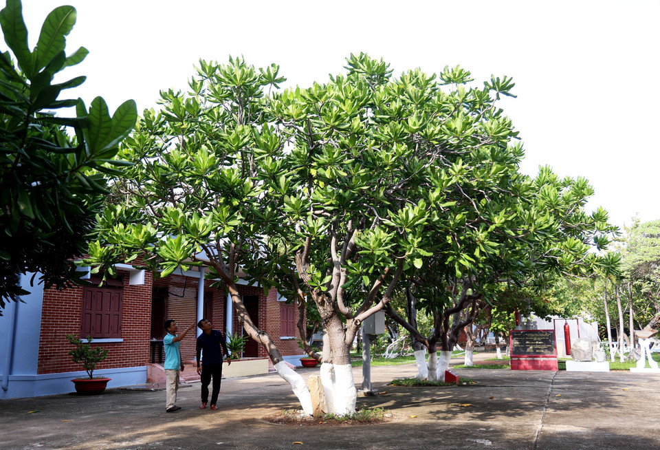 Un árbol de bonete de clérigo en el centro de la isla de Truong Sa. (Foto: VNA)