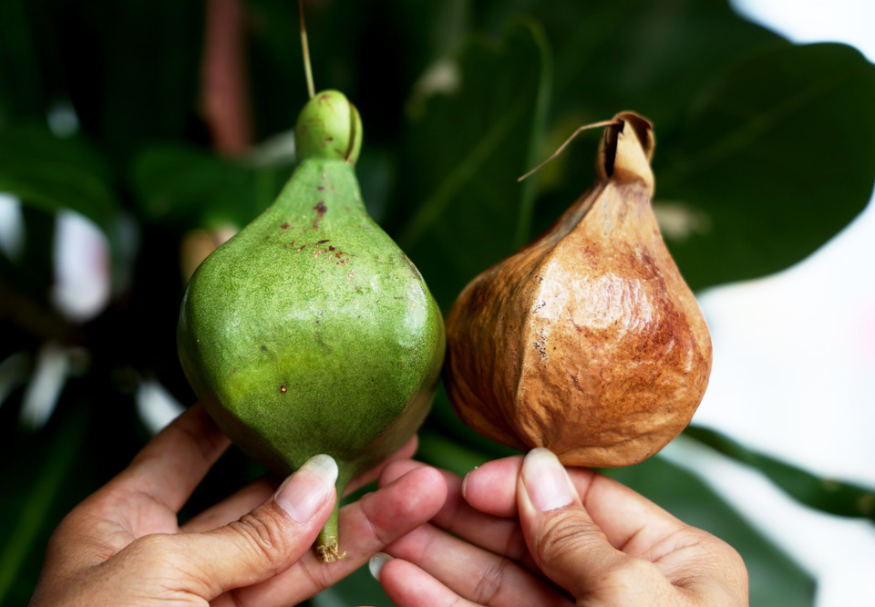 Frutos secos y frescos de bonete de clérigo (Foto: VNA)