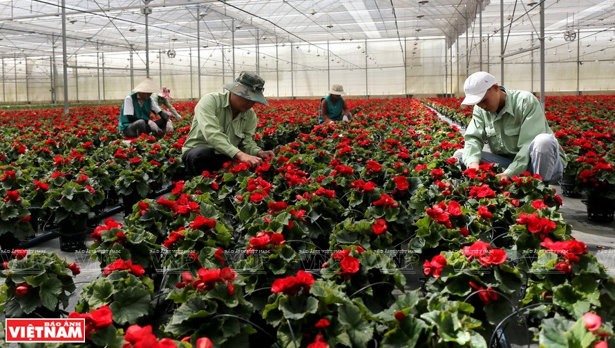 Trabajadores de la granja Dalat Hasfarm cuidan las flores.(Foto: VNA)