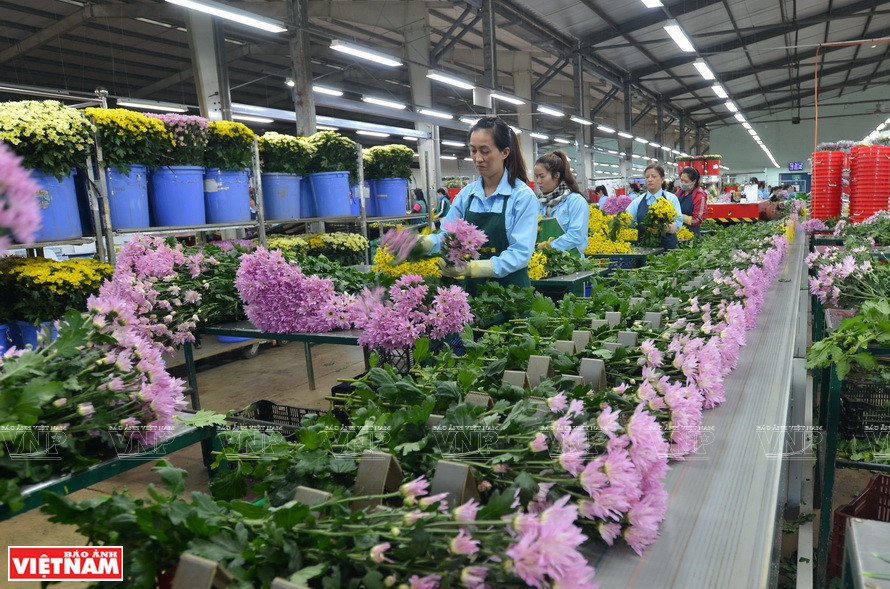 Línea de clasificación y envasado de flores para la exportación de la granja Dalat Hasfarm. (Foto: VNA)