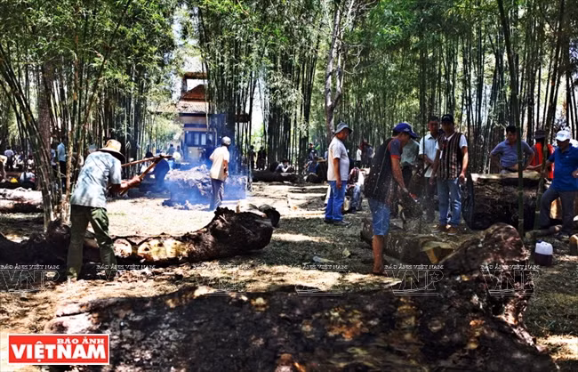 Troncos de varios tamaños de los cuales las estatuas serán talladas. Foto: Cong Dat