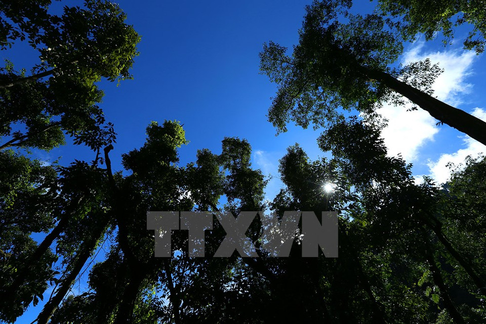 La ruta es rodeada por bosques (Fuente: VNA)