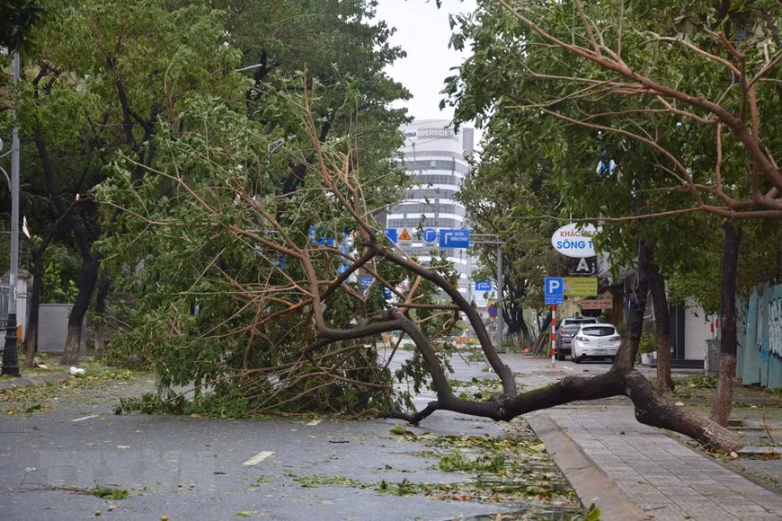 Diversos árboles fueron arrancados de raíz por el tifón (Fuente: VNA)