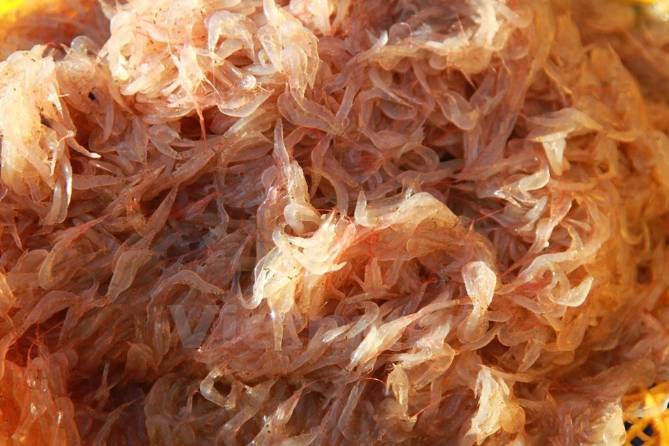 Vista cercana de este tipo de camarón. 