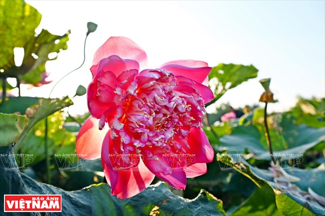 El loto divino de la Diosa de la Misericordia, de Tailandia.(Fuente: VNA)