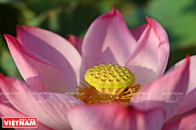 Momento en que se abre completamente la flor de loto (Fuente: VNA)
