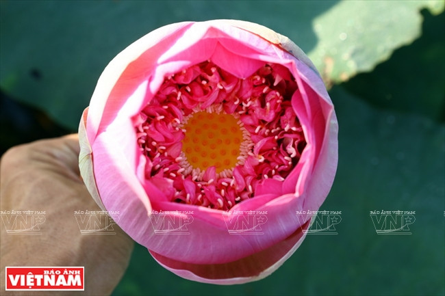 … la capa externa tiene pétalos más grandes para proteger cientos de pequeños pétalos en el interior, y florece en dos semanas.(Fuente: VNA)