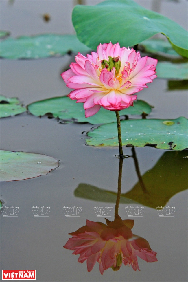 Loto rosado con doble pétalo.(Fuente: VNA)