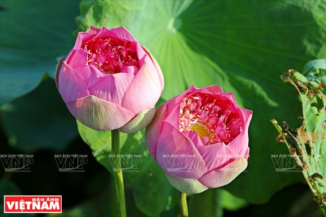 La flor de loto rosado, mayormente concentrado en Ho Tay, brinda una especial fragancia en la laguna de Ninh So.(Fuente: VNA)