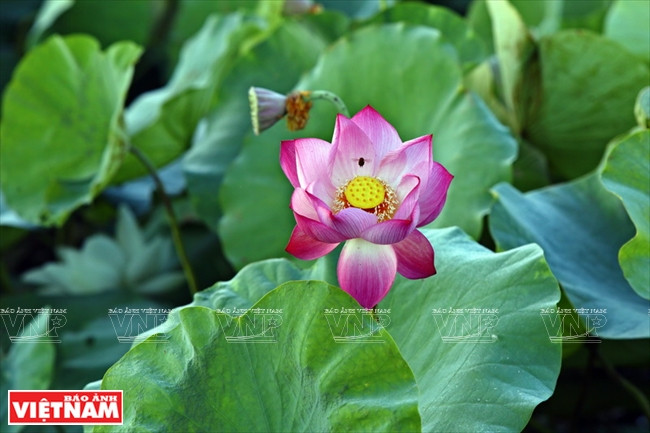 Flor de loto blanco, raramente encontrada en el norte, en su momento perfecto de floración.(Fuente: VNA)