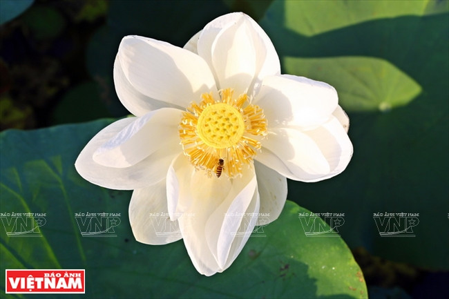 La flor de loto monopétalo se abre en junio.(Fuente: VNA)