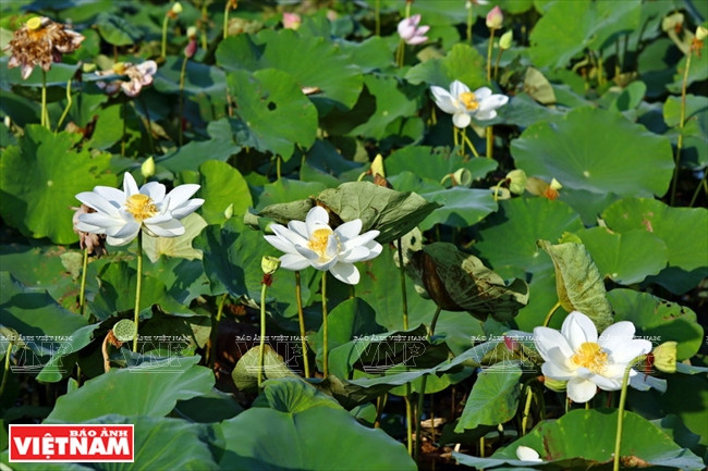 … bajo los rayos del sol en el amanecer.(Fuente: VNA)