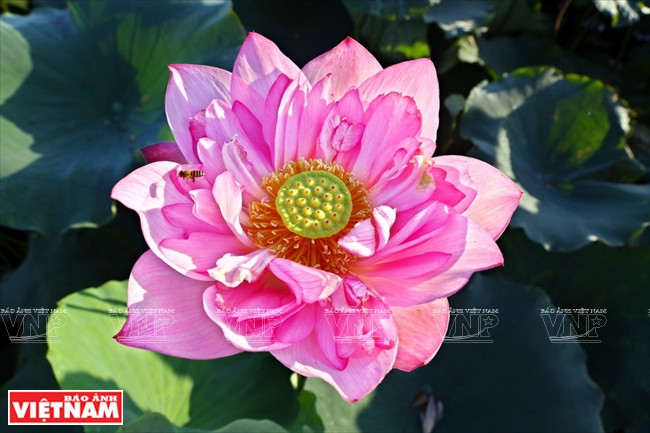 El loto divino de la Diosa de la Misericordia con 100 pétalos.(Fuente: VNA)