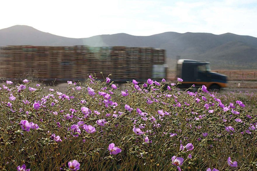 En Atacama hay alrededor de 200 especies de flores. (Fuente: boredpanda)