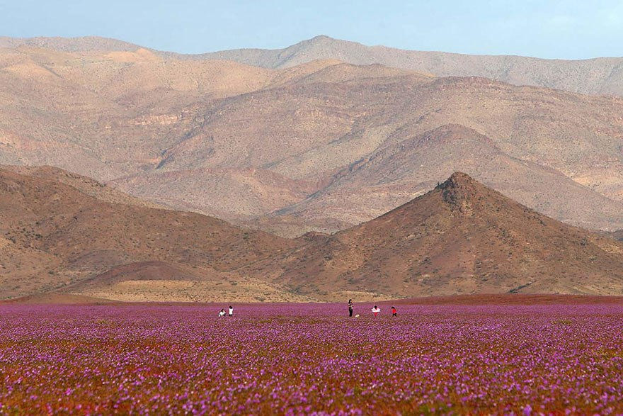 Díaz dijo que el fenómeno se debe al cambio climático. Sin embargo, los residentes locales y turistas parecen no compartir su preocupación. Se estima que más de 20 mil viajeros llegarán a Atacama para contemplar las flores. (Fuente: boredpanda)