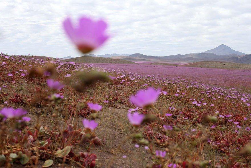 Anteriormente algo similar sucedió en el desierto del estado Utah, Estados Unidos. (Fuente: boredpanda)