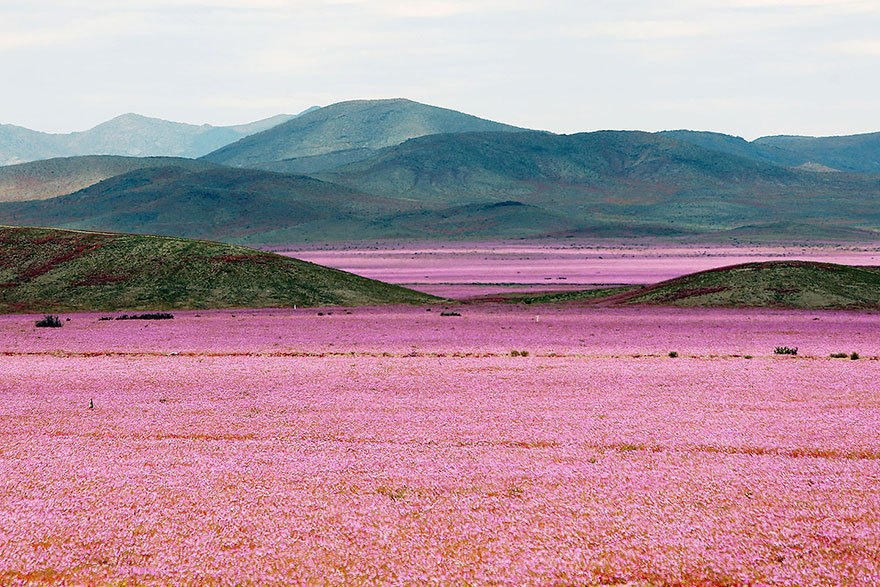 La primavera del hemisferio Sur tiene lugar desde septiembre hasta octubre. Durante este periodo las abundantes precipitaciones hacen el desierto más secado “florecer”. (Fuente: boredpanda)