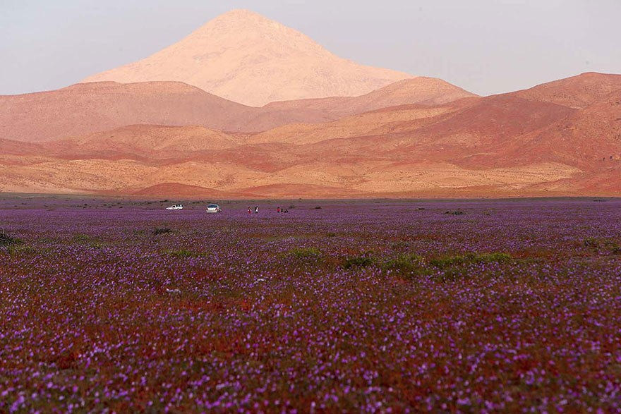 El fenómeno se vincula estrechamente con el crecimiento de lluvias (Fuente: boredpanda)