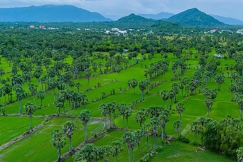 Las palmas Thot Not en la provincia de An Giang (Foto: VNA)