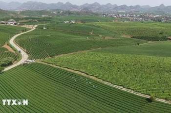 Colinas de té en la meseta de Moc Chau, provincia de Son La. (Foto: VNA)