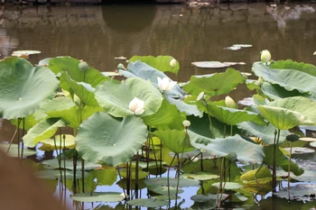 Lotos de Hue en plena floración