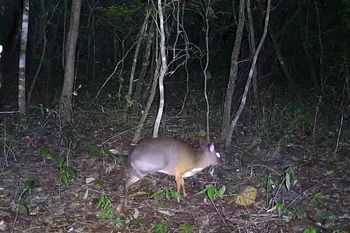 Descubren animales preciosos en Reserva Natural Ea So