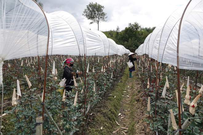 El cultivo de rosas ayuda a los residentes de Mu Cang Chai a superar la pobreza de manera sostenible(Foto: VNA) vna-potal-no-luc-giam-ngheo-ben-vung-tai-huyen-vung-cao-mu-cang-chai-7877344.jpg