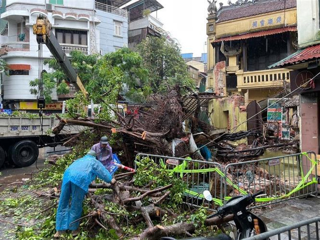 Un árbol derribado por fuertes vientos en Hanoi. (Foto: VNA) vna_potal_ha_noi_cay_to_do_tren_pho_do_anh_huong_cua_bao_so_3_7578100.jpg