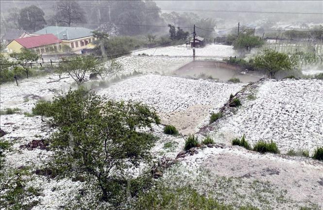 Granizo en la comuna de Long Luong, distrito de Van Ho, causó grandes daños a los cultivos de la población, el 24 de abril de 2024. (Fuente: VNA) mua-da-son-la-24042024-02.jpg