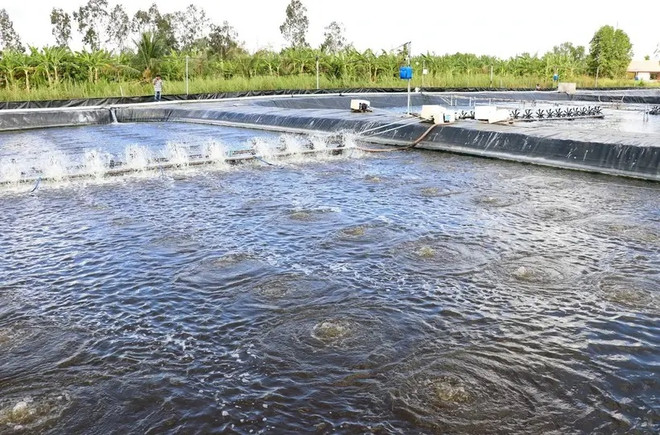 Ca Mau se centra en replanificar las zonas agrícolas, aplicando al mismo tiempo métodos de cultivo modernos y sostenibles contra los impactos del cambio climático. (Fuente: VNA) ok 3.jpg