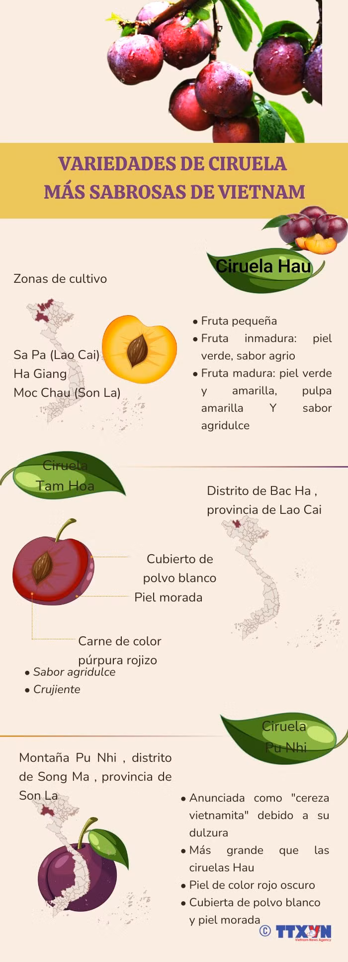 Variedades de ciruela más sabrosas de Vietnam ảnh 1