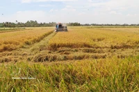 Producción de arroz de alta calidad mediante mecanización en la región arrocera de la provincia de An Giang. Foto: VNA