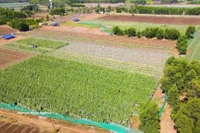 El modelo de cultivo de hortalizas conforme a las normas VietGAP, implementado por los agricultores de la comuna de An Phu, provincia de Quang Ngai, ha demostrado ser altamente eficaz. Foto: VNA