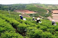 Actualmente, Lam Dong es la principal región productora de té de Vietnam (Fuente: VNA)