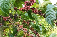 Actualmente, el café representa casi el 85% de las exportaciones totales de Vietnam a Argelia. (Foto: VNA)