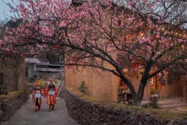 Flores de cerezos en Lung Cu, provincia de Tuyen Quang. (Fuente: VNA)