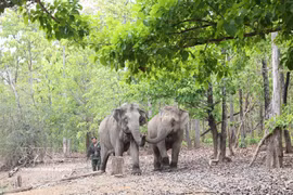 Los elefantes sanos viven en el bosque natural. (Fuente: VNA)