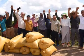 Representantes de la empresa vietnamita AgriVMA y agricultores cubanos ante la buena cosecha de arroz. (Fuente: VNA)