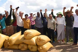 Representantes de la empresa vietnamita AgriVMA y agricultores cubanos ante la buena cosecha de arroz. (Fuente: VNA)