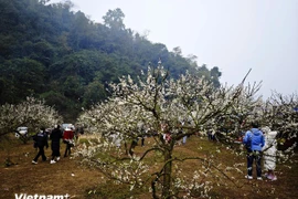 Belleza de Moc Chau. (Fuente: VNA)