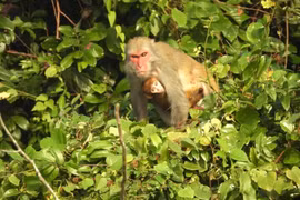Un tipo de monos del género Macaca. (Fuente: VNA)
