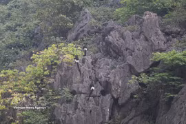 Ejemplares de langur de Delacour habitan en la Reserva Natural de Humedales de Van Long, en la provincia de Ninh Binh. (Fuente: VNA)