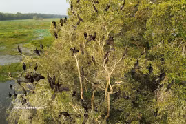 Muchas especies de aves acuden a refugiarse y vivir en el Parque Nacional Tram Chim. (Fuente: VNA)