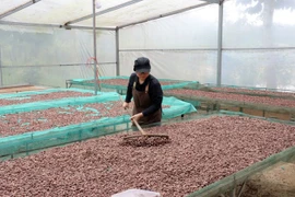 La empresa “Ban Cacao” compra cacao local y produce decenas de productos como cacao en polvo, chocolate y manteca de cacao. (Fuente: VNA)