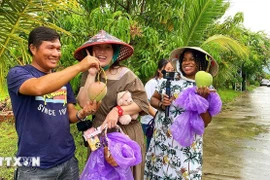 Turistas disfrutan de la experiencia de recoger mangos en los huertos de la comuna de Cam Lam, en Khanh Hoa. (Fuente: VNA)