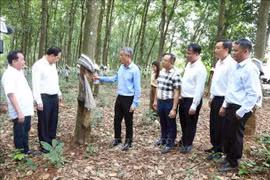 El embajador Nguyen Minh Vu (tercero desde la izquierda) visita la plantación de caucho en la provincia de Ratanakiri, Camboya. (Fuente: VNA)