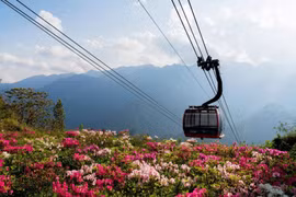 Fansipan, fascinante destino para observar las azaleas desde el punto más alto de Vietnam