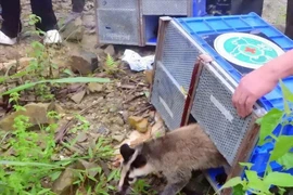 Las especies de vida silvestre liberadas se encuentran de forma natural en el Parque Nacional Tam Dao. (Fuente: VNA)