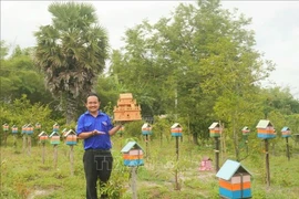 Trung Thanh ha desarrollado con éxito un modelo de cría de abejas sin aguijón en armonía con la naturaleza. (Fuente: VNA)